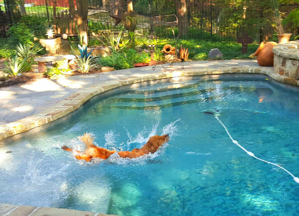 Pet Gallery Grand Paws Pet Sitter North Dallas Pet Sitting Grand